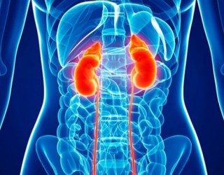 Cerca de 10 milhões de brasileiros têm doença renal crônica. Aprenda como se prevenir