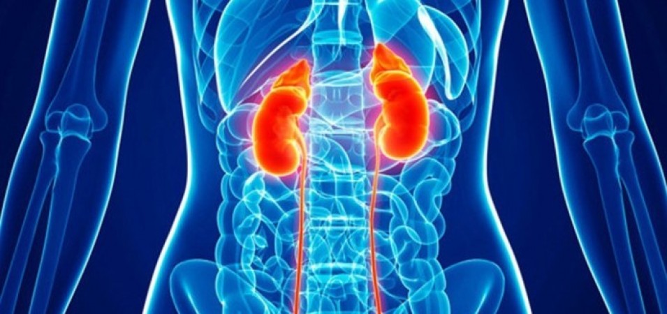 Cerca de 10 milhões de brasileiros têm doença renal crônica. Aprenda como se prevenir